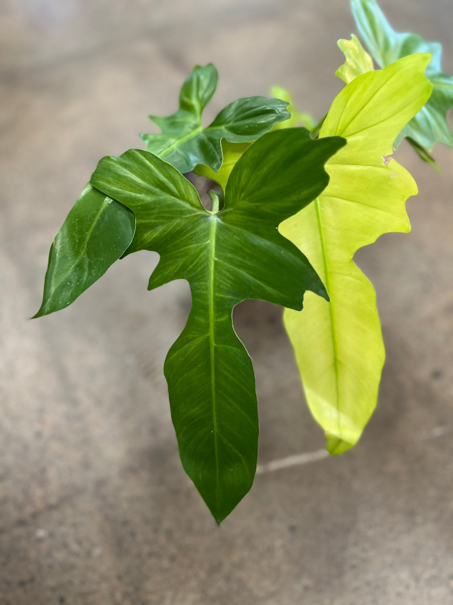 Philodendron Golden Dragon Mint