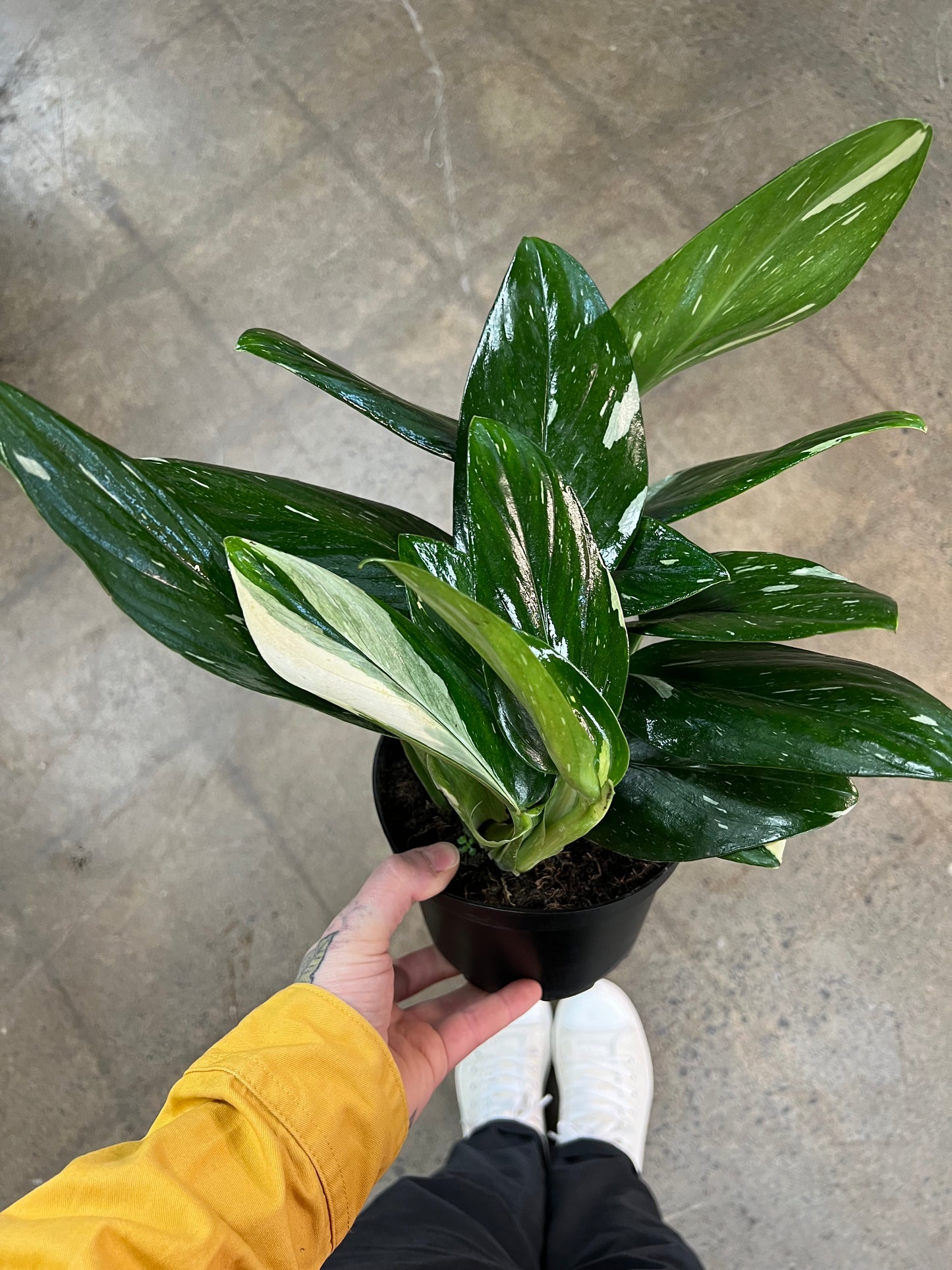 Philodendron Standleyana Cobra