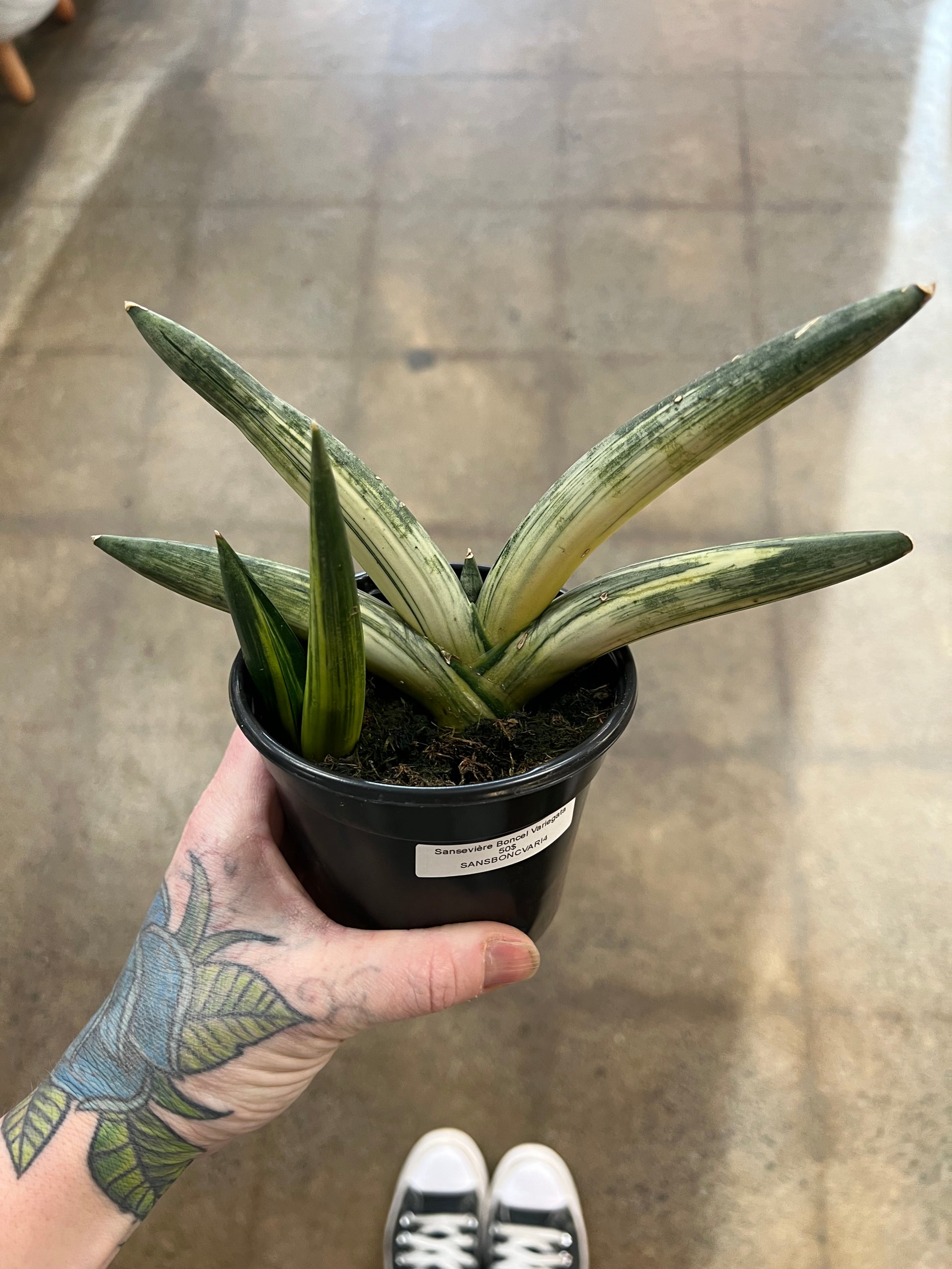 sansevieria boncel variegata Sansevieria Boncel Variegata