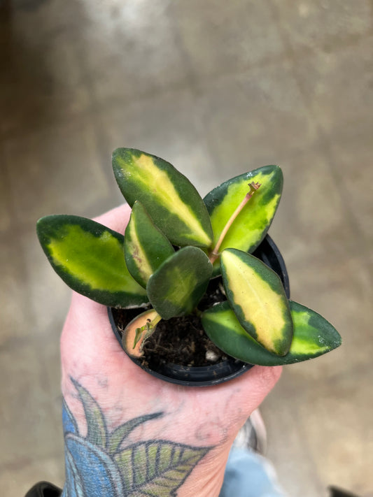Hoya Burtoniae Variegated