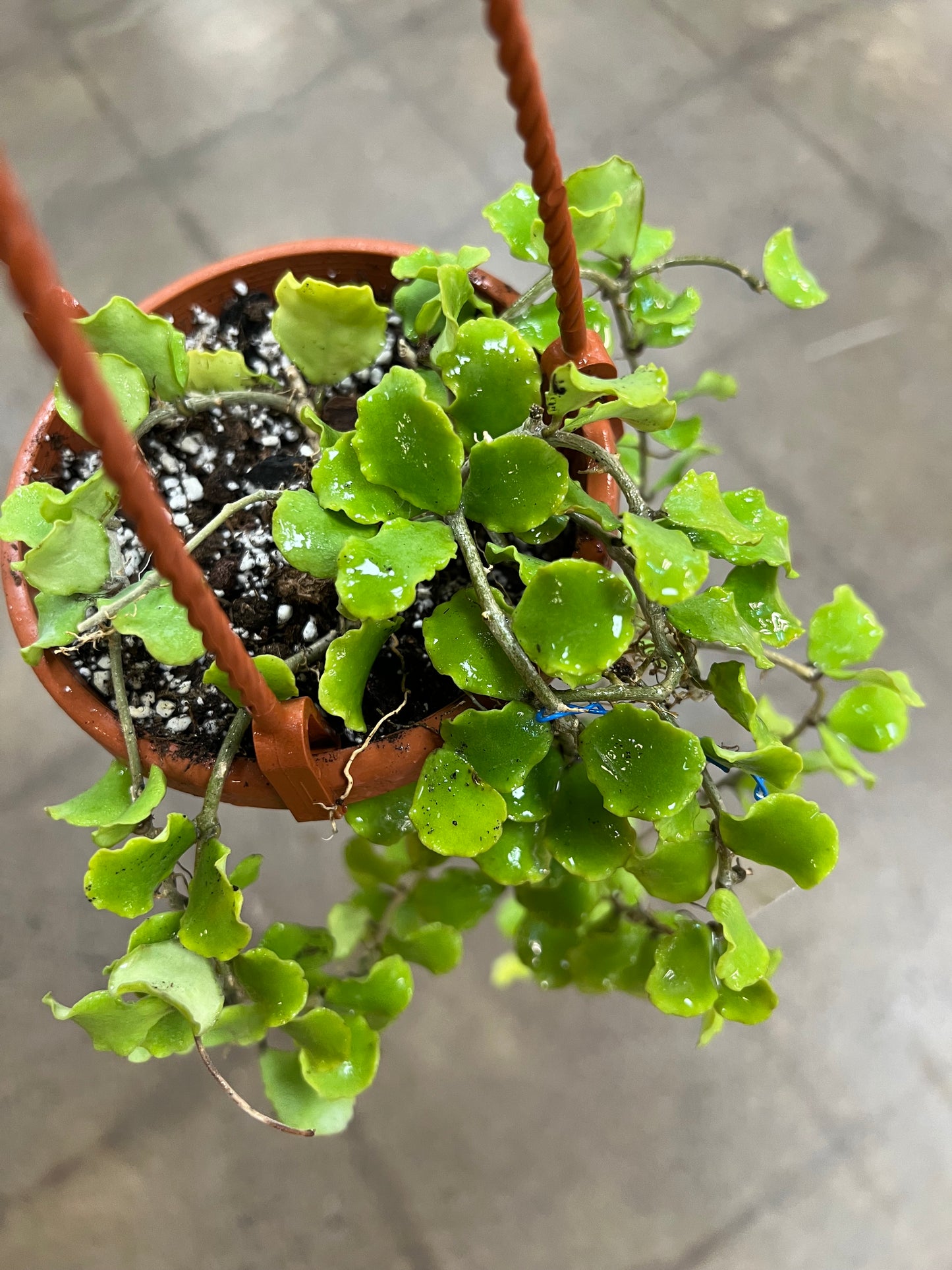 Hoya Kanyakumariana