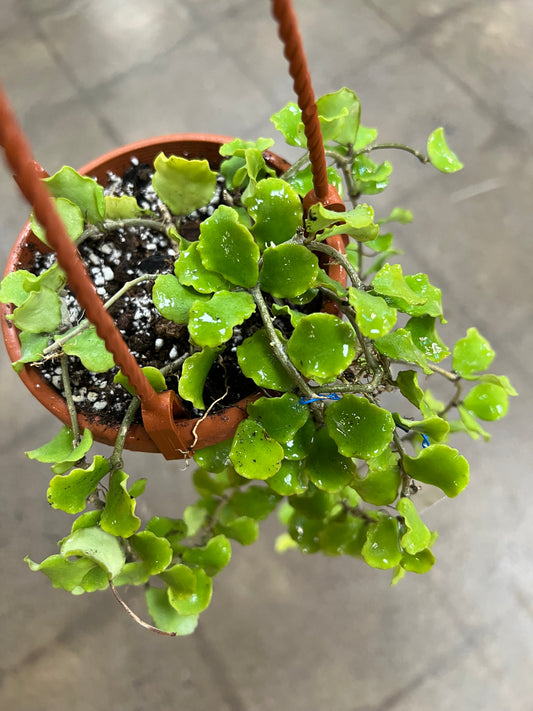 Hoya Kanyakumariana