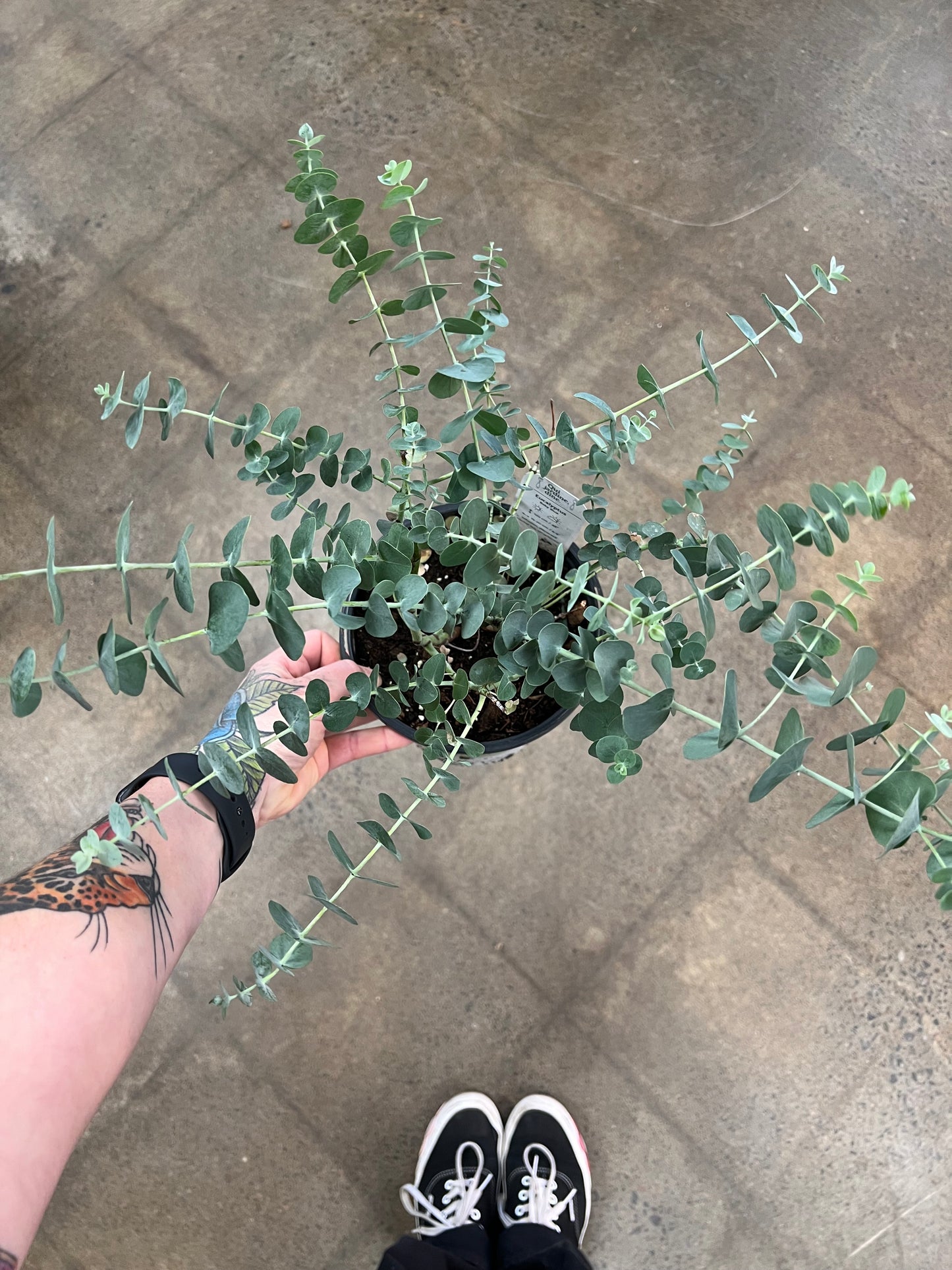 Eucalyptus