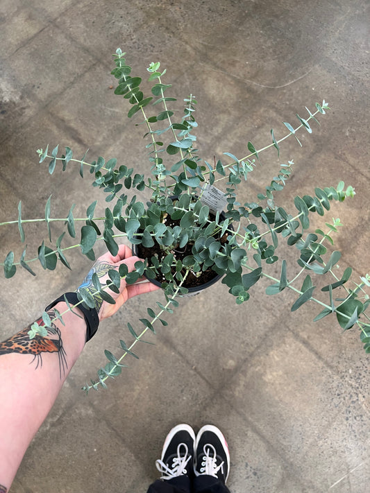 Eucalyptus