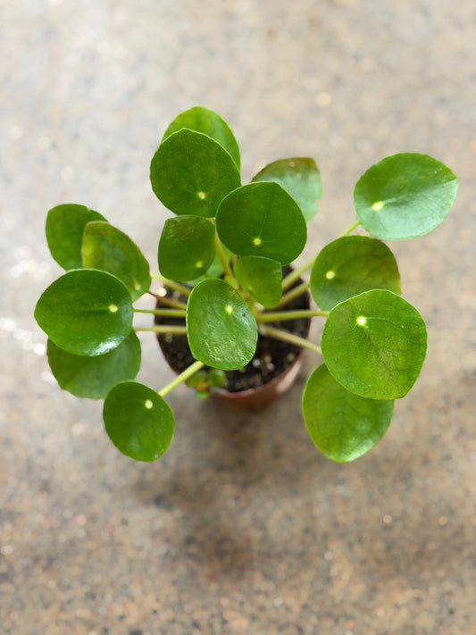 Pilea Peperomioides