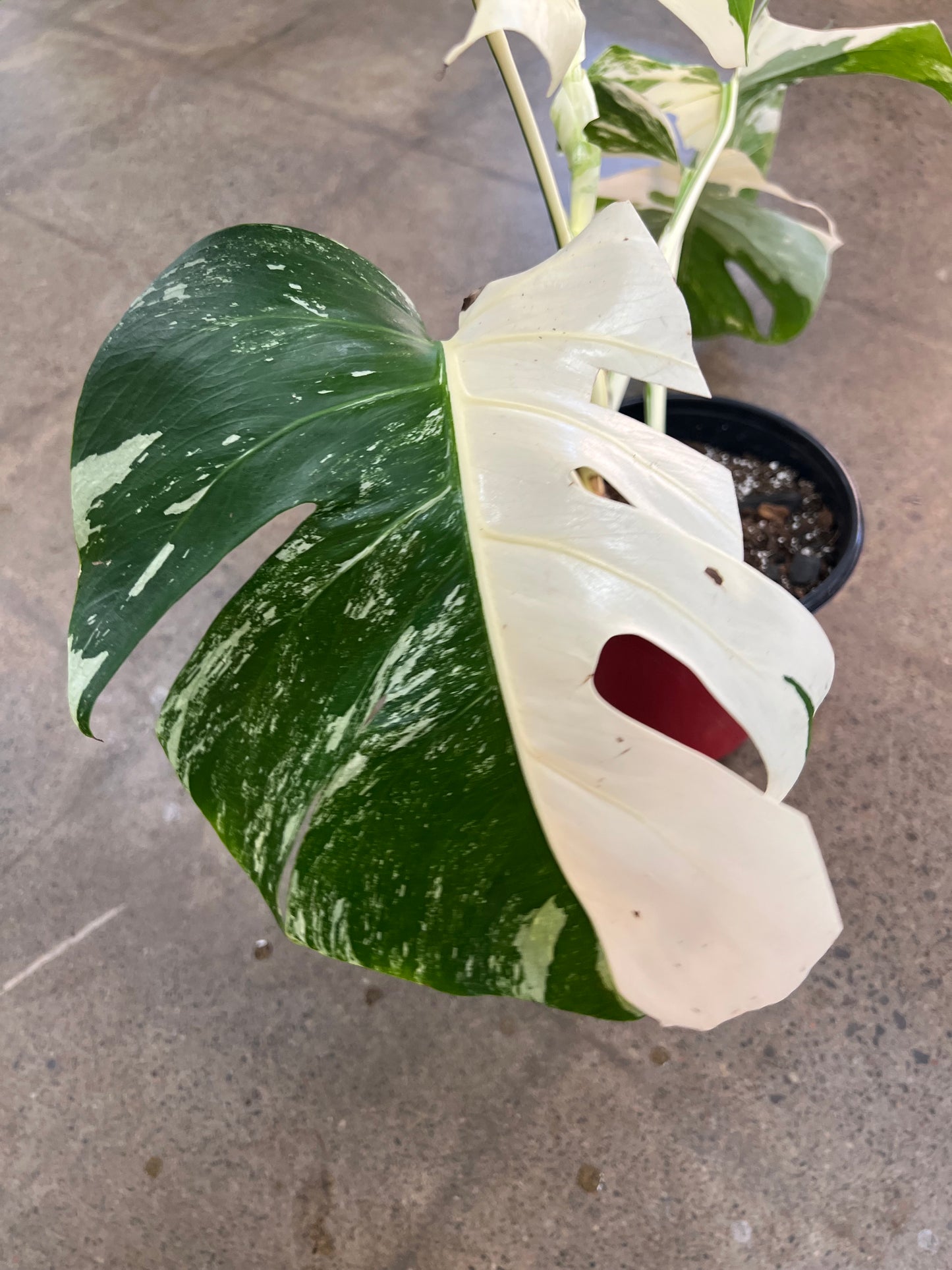 Monstera Albo #21