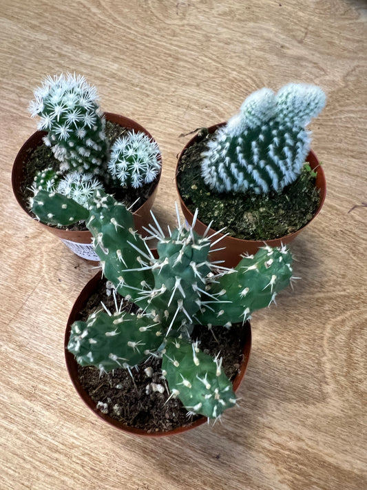 Cactus 2.5