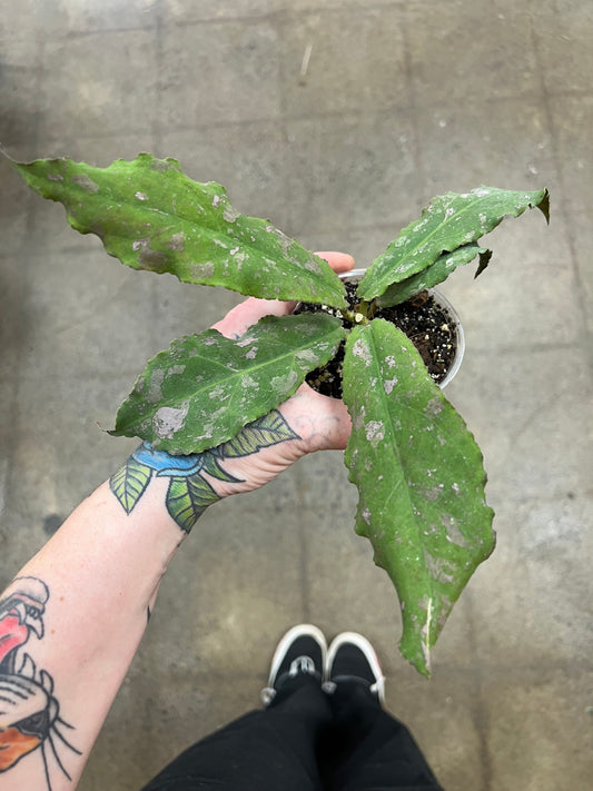 Hoya Undulata