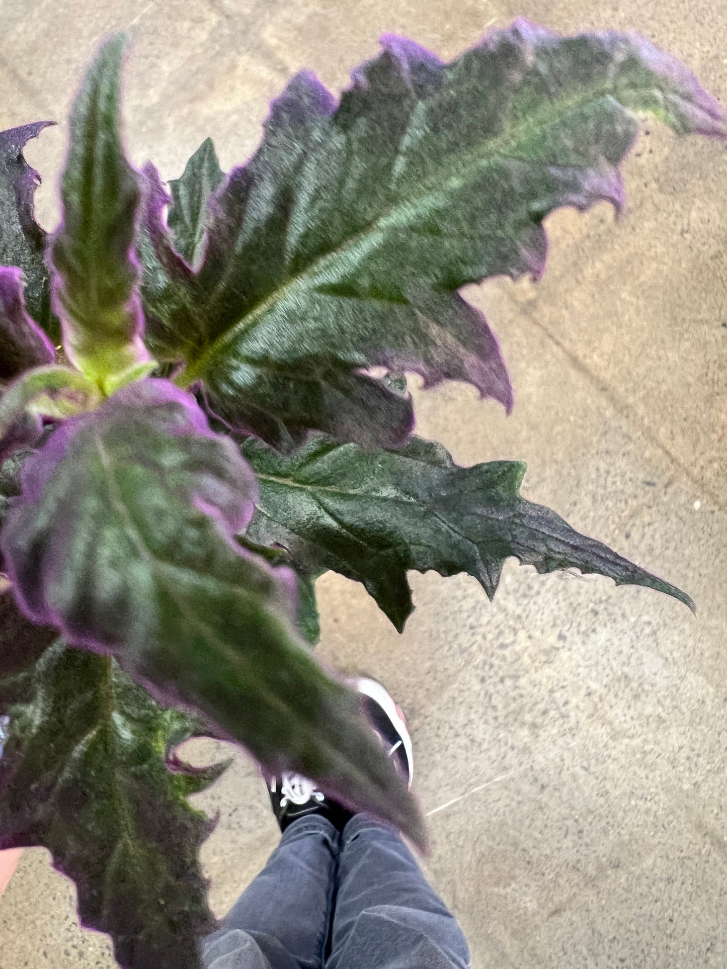 Gynura Purple Passion