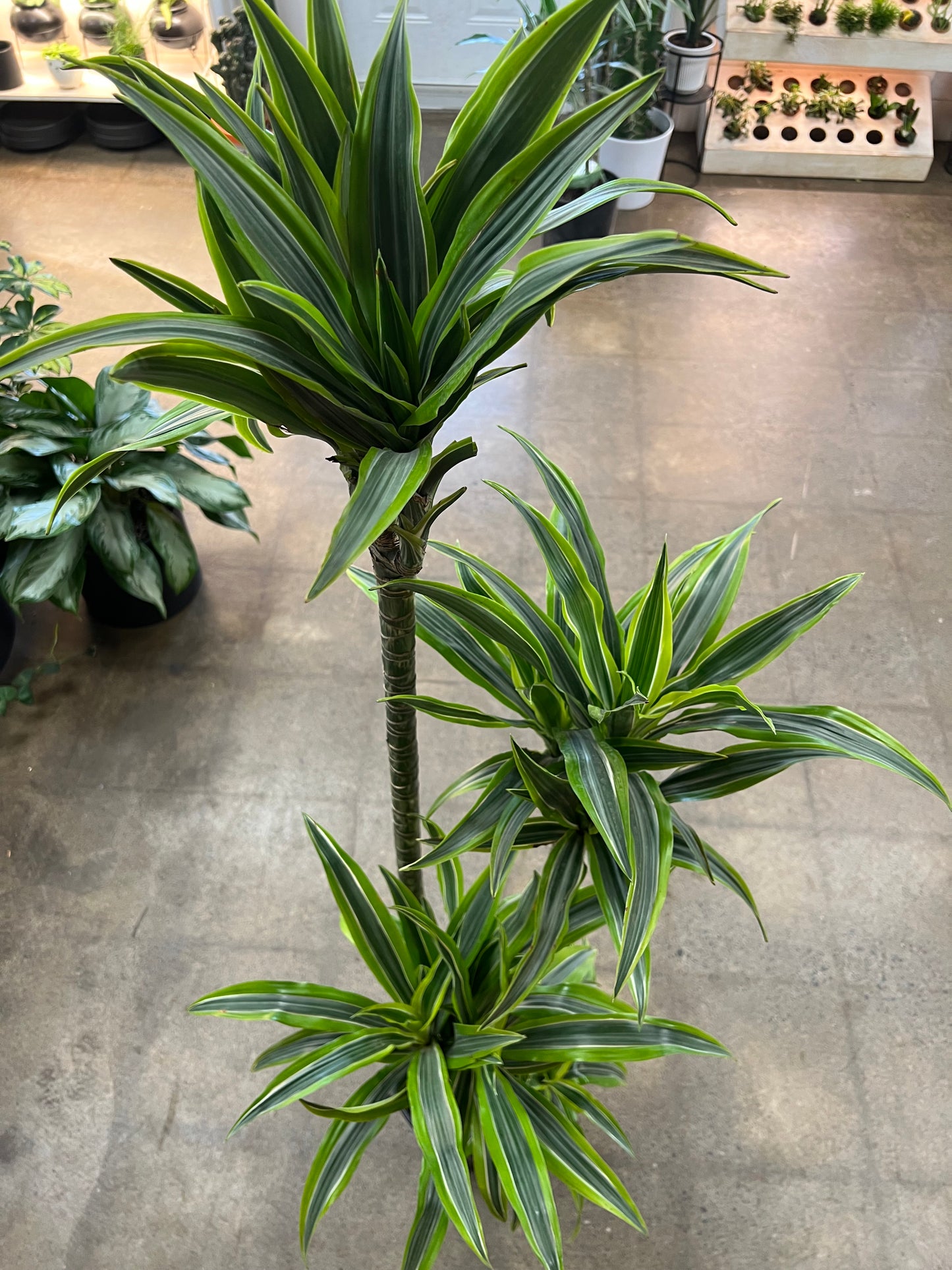 Dracaena Warneckii Lemon Lime 4'3'2'1