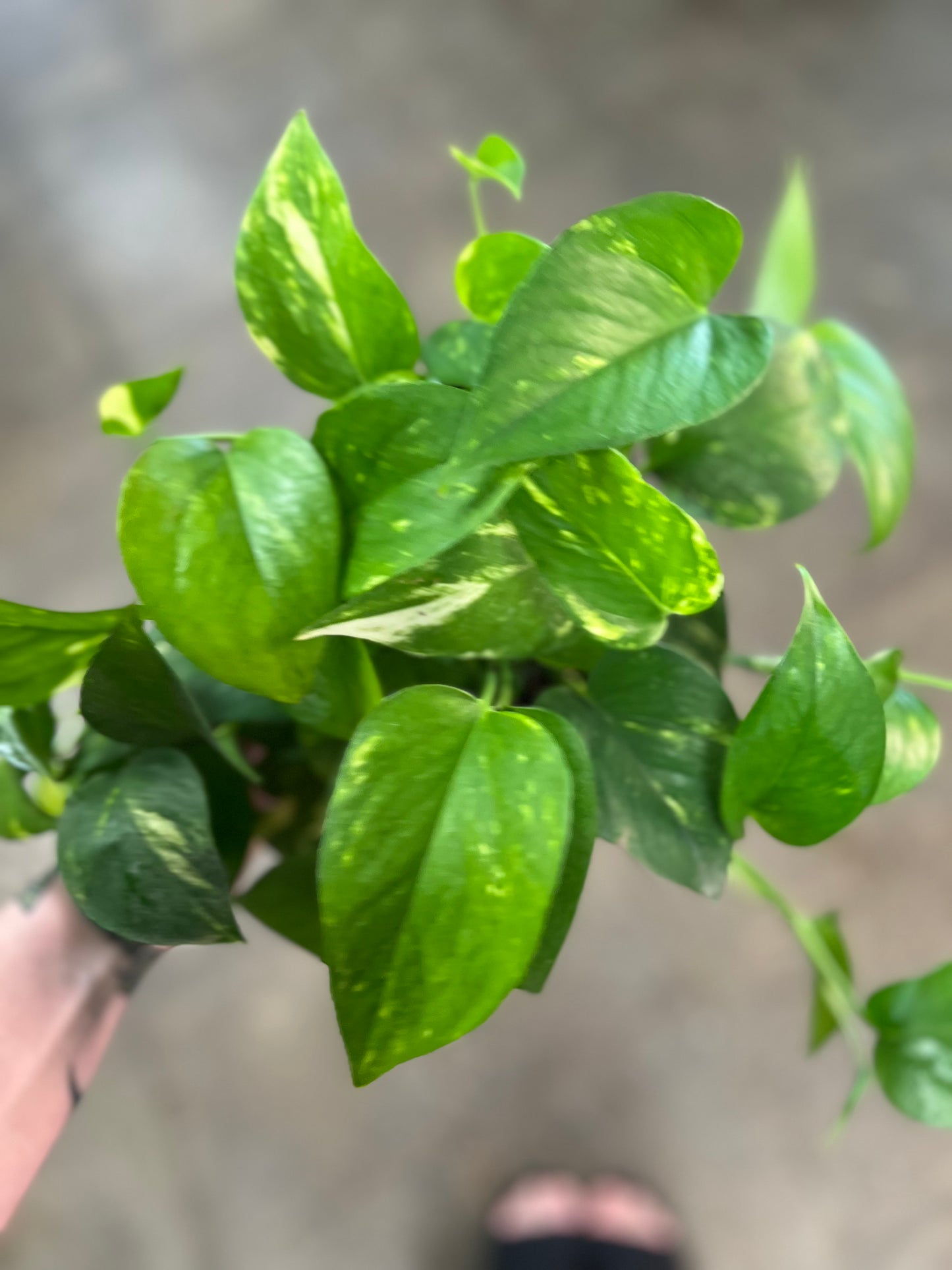 Pothos Doré