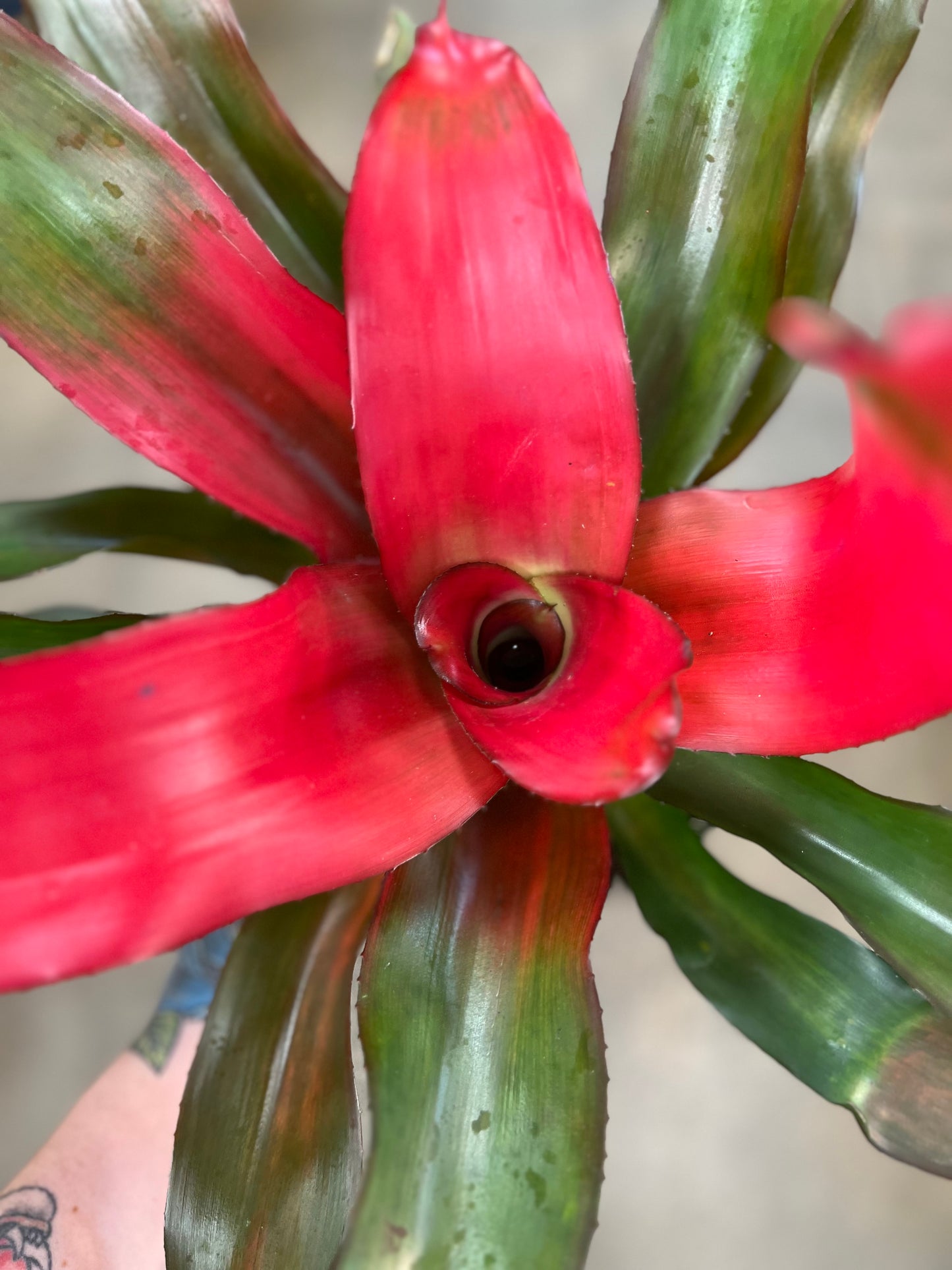Bromelia Neoregelia Asst.
