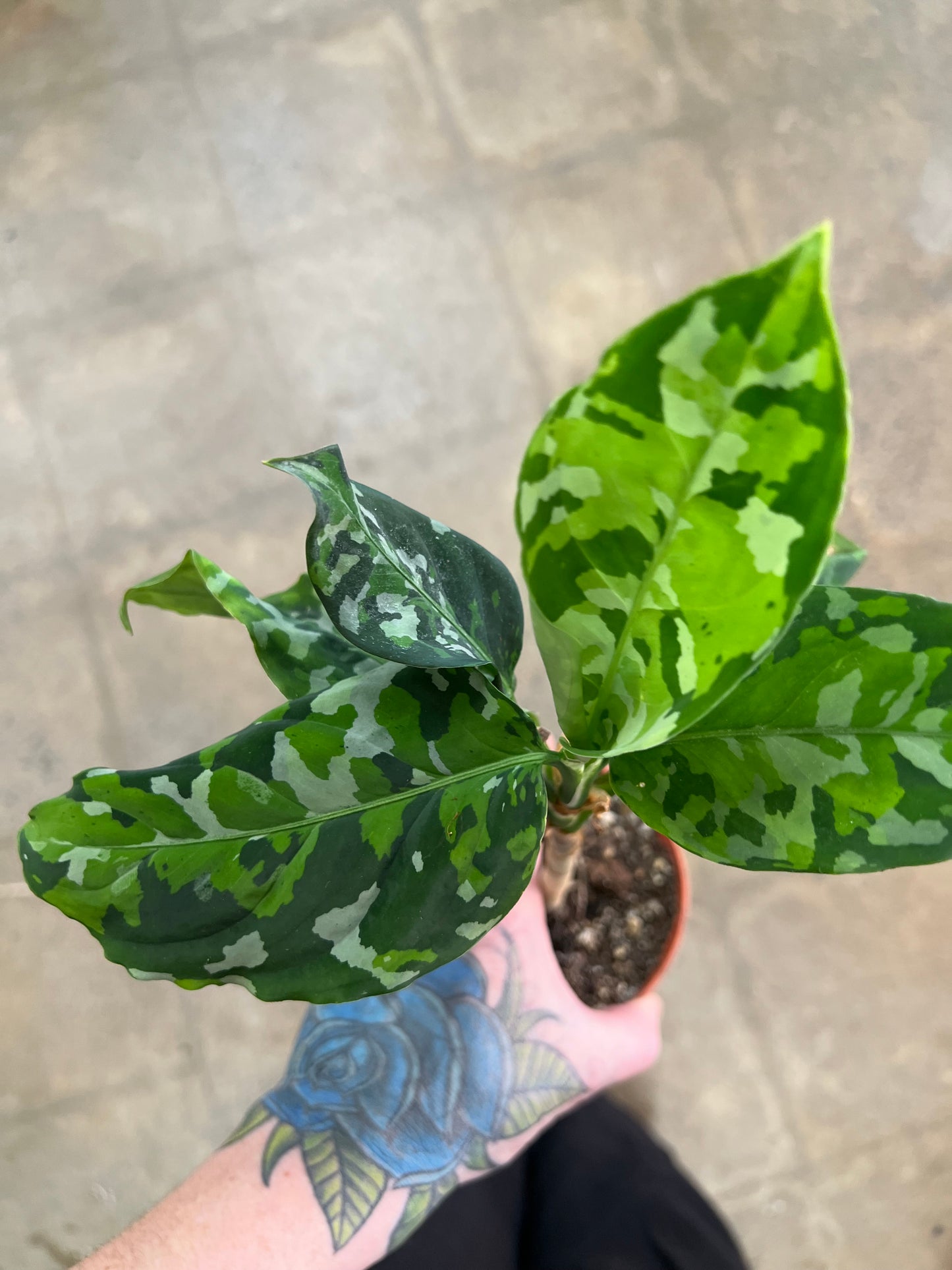 Aglaonema Pictum Tricolor