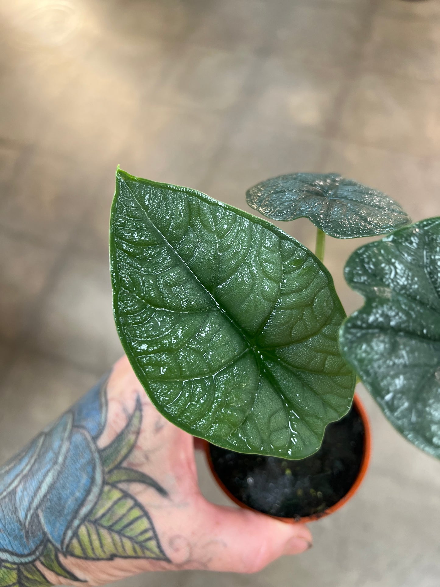 Alocasia Melo