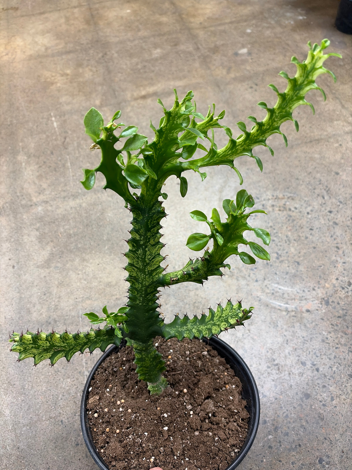 Euphorbia Trigona Mint Cream