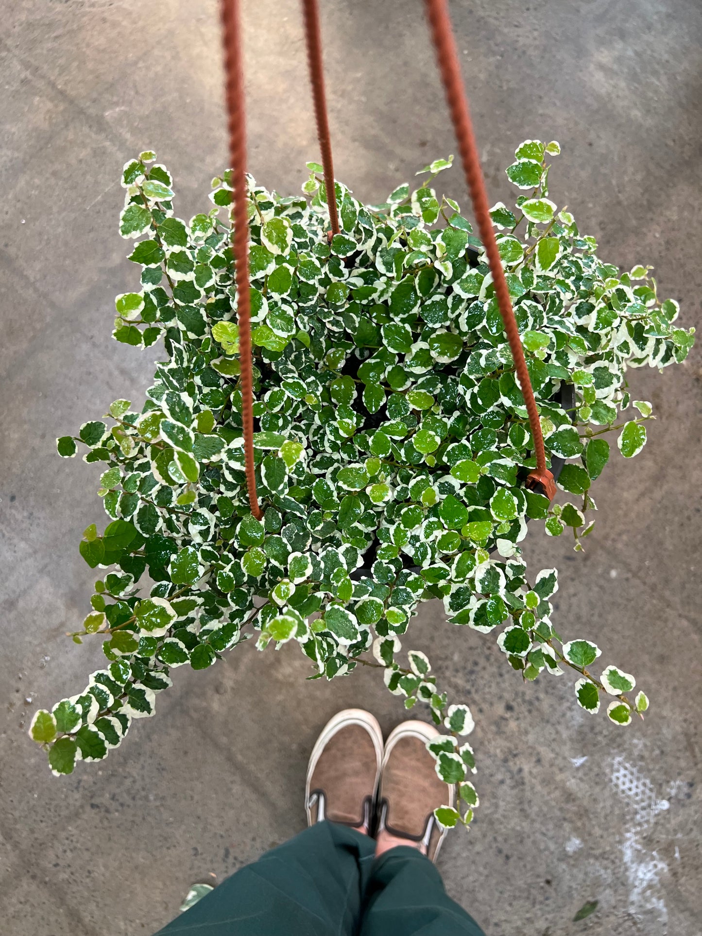 Ficus Pumila Panaché