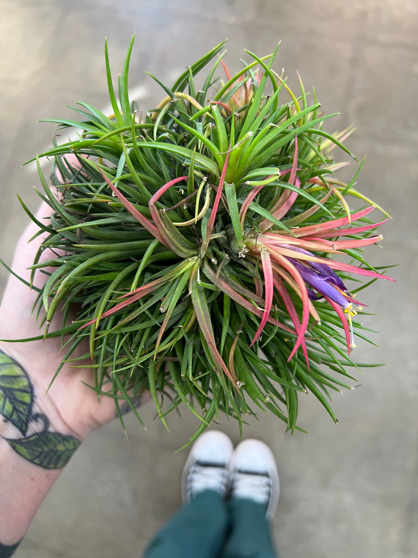 Tillandsia Ionantha Green XL