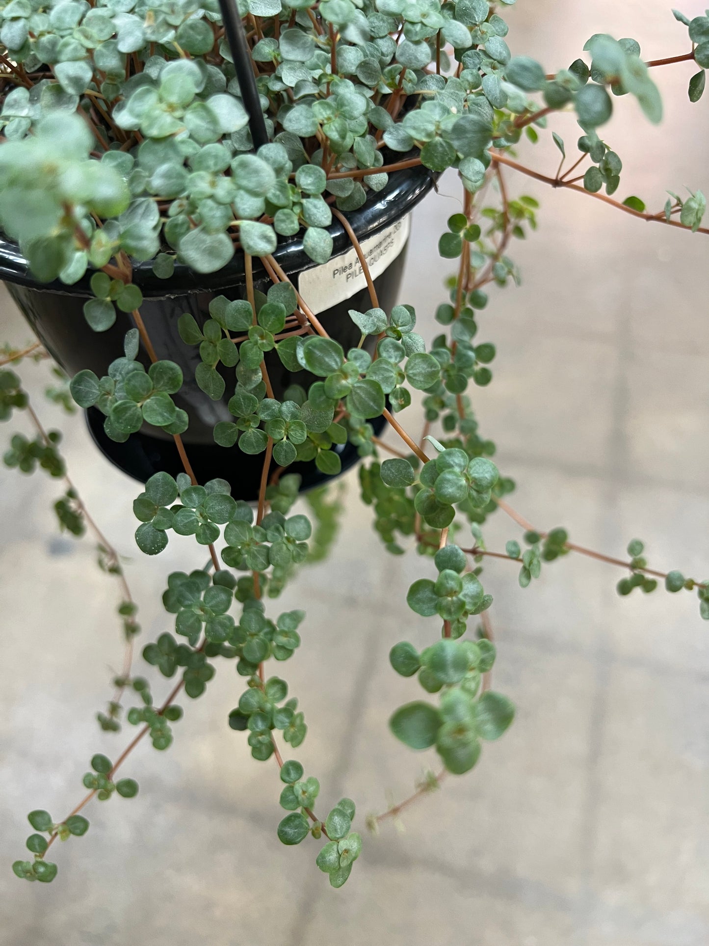 Pilea Aquamarine