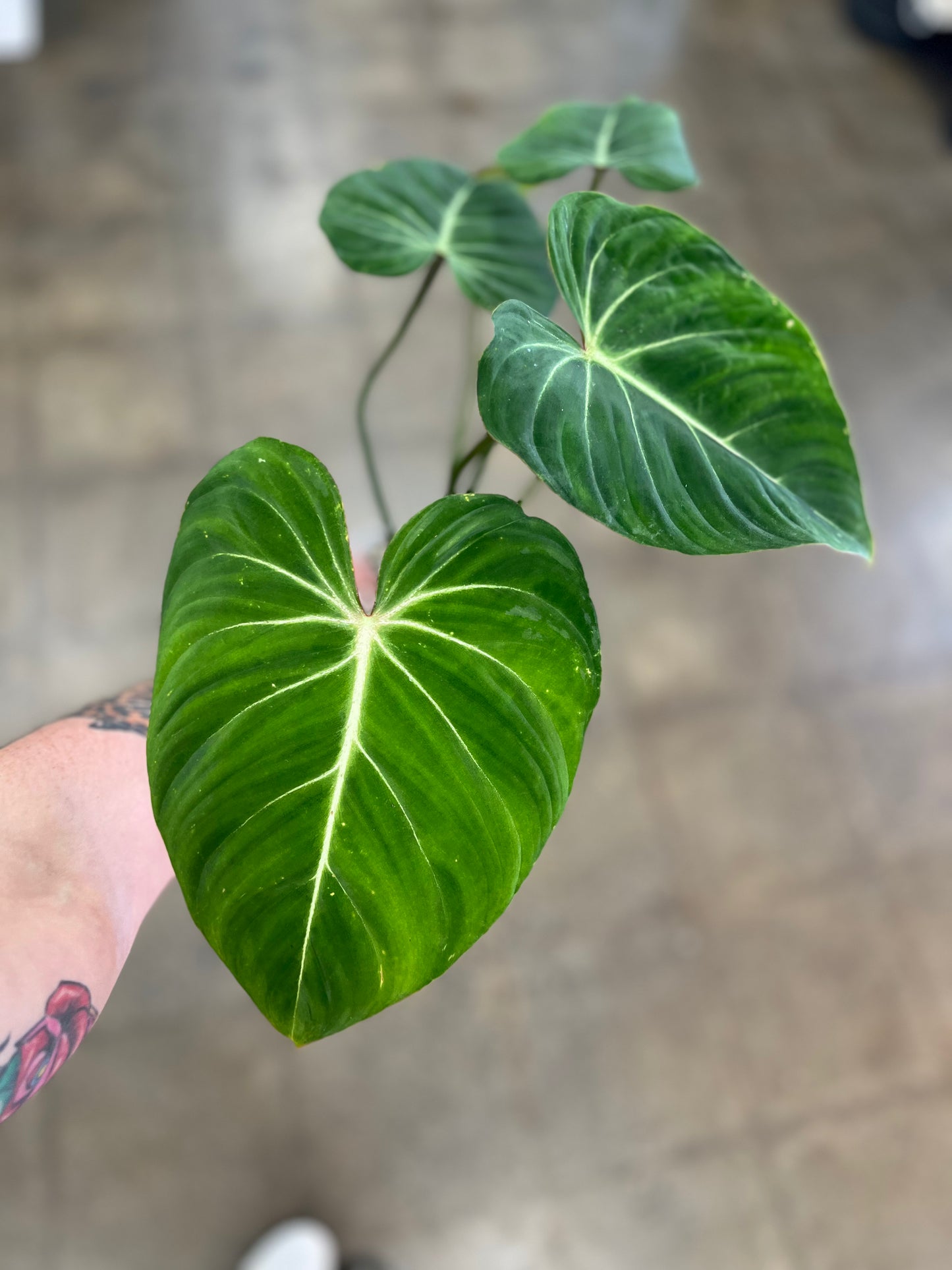 Philodendron Gloriosum