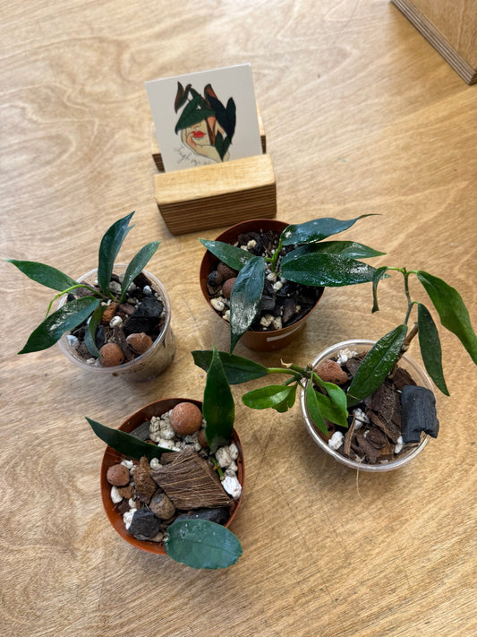 Hoya Archboldiana