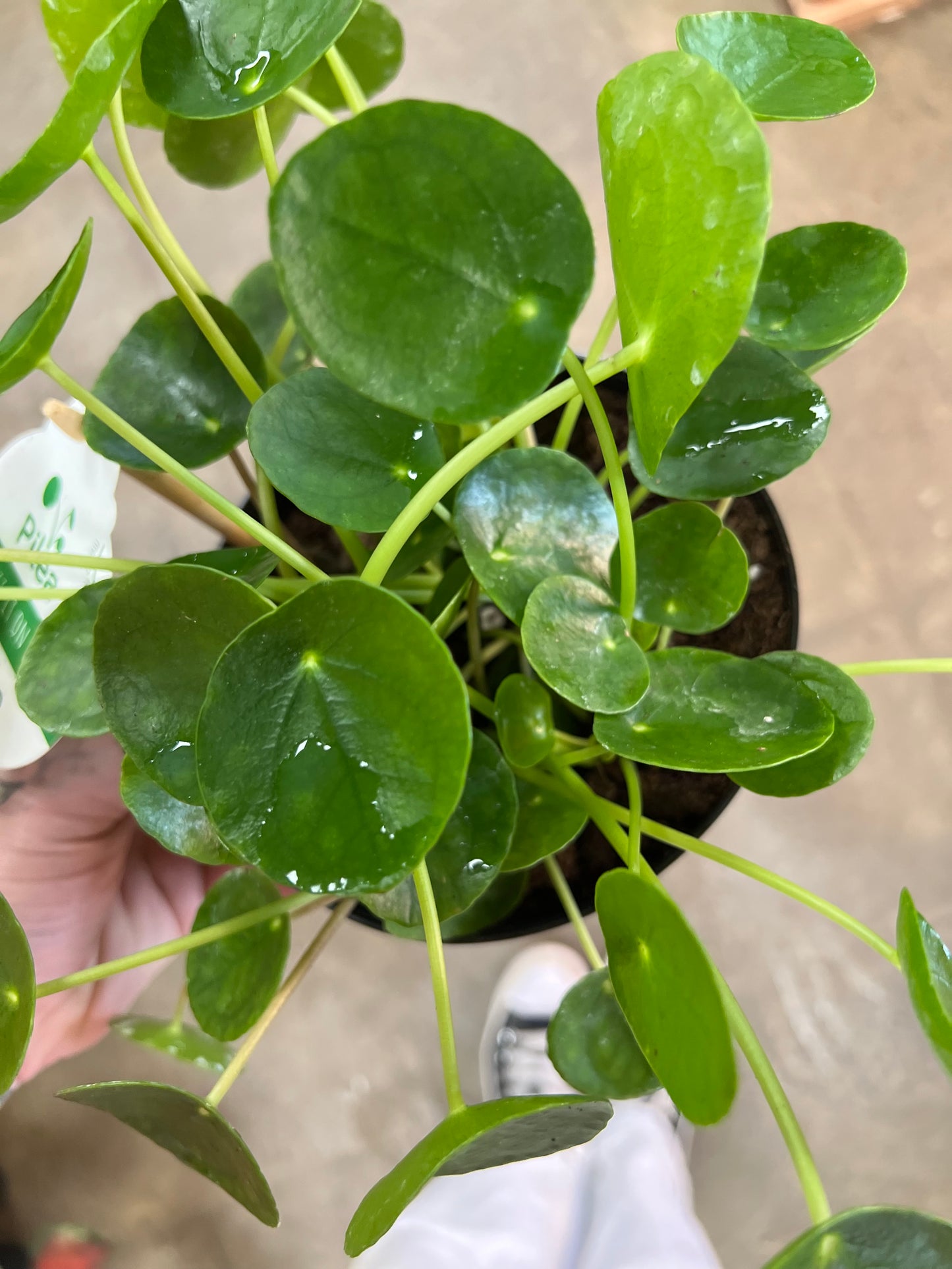 Pilea Peperomioides