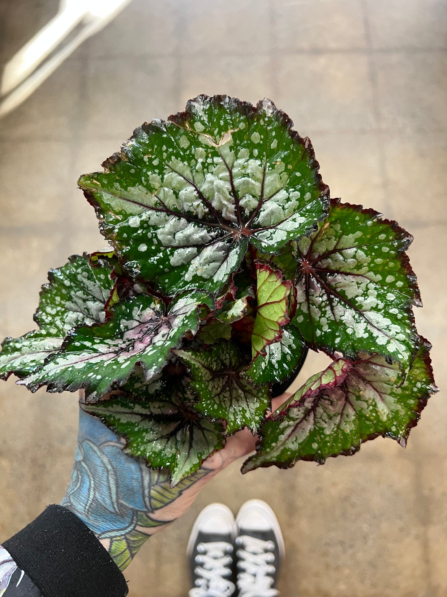 Begonia Foliage Rex