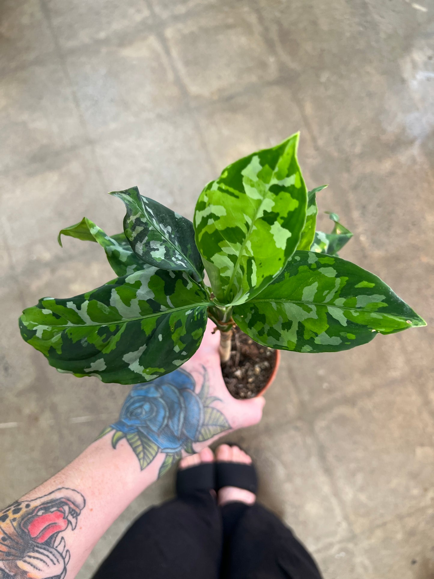 Aglaonema Pictum Tricolor