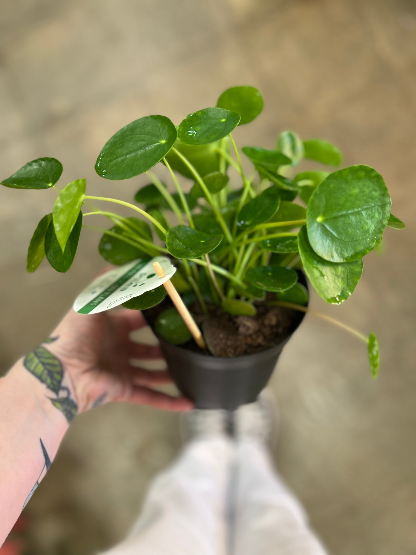 Pilea Peperomioides