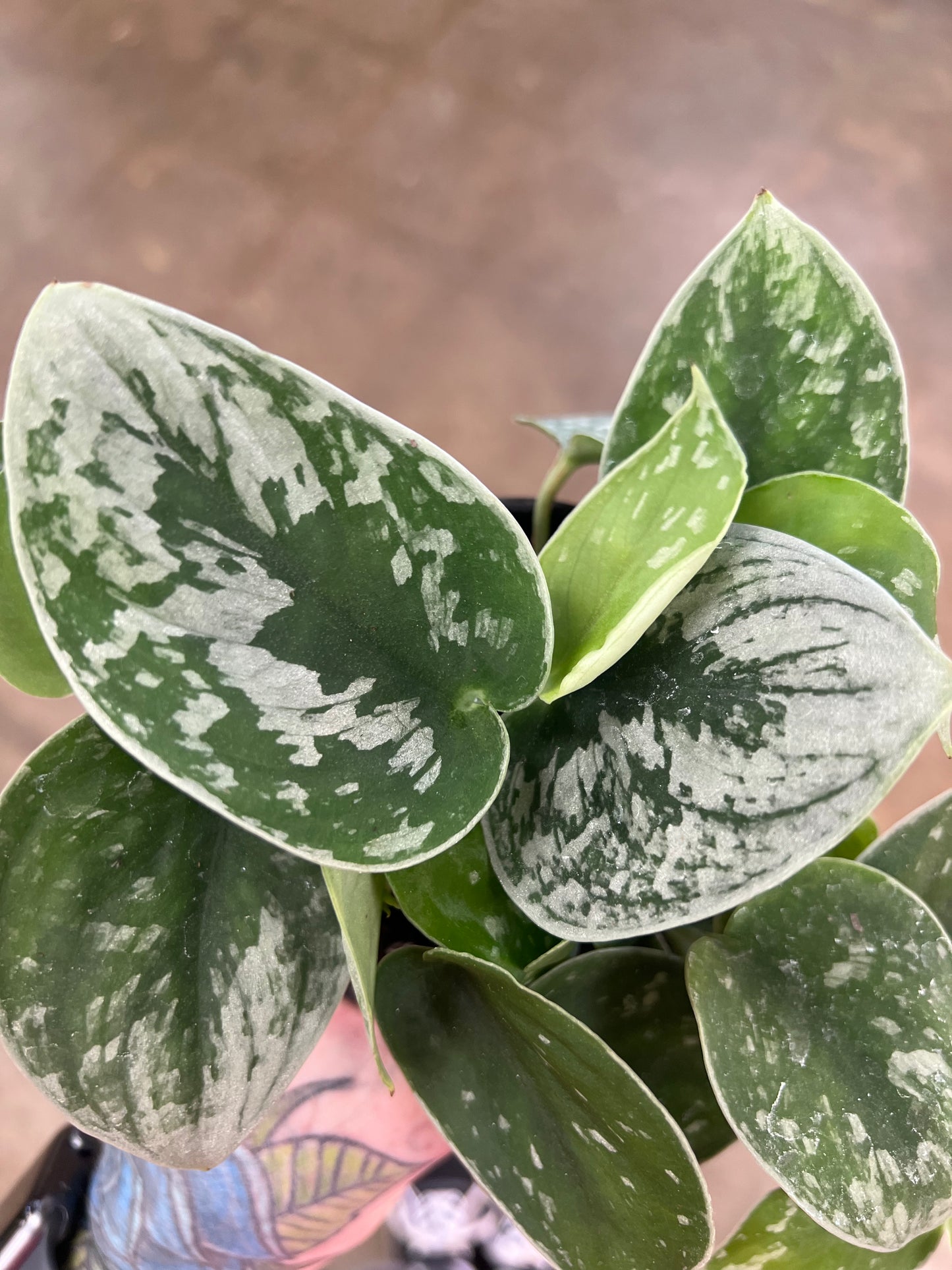 Scindapsus Silver Ann