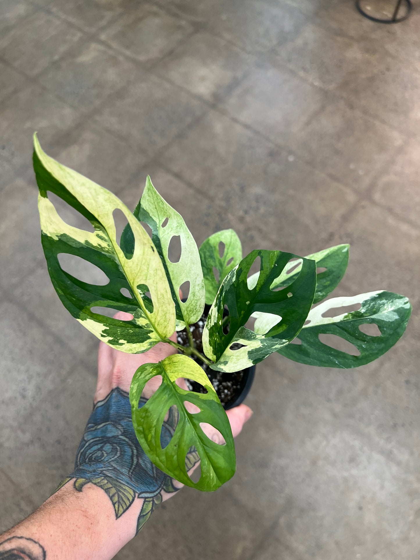 Monstera Adansonii Variegated