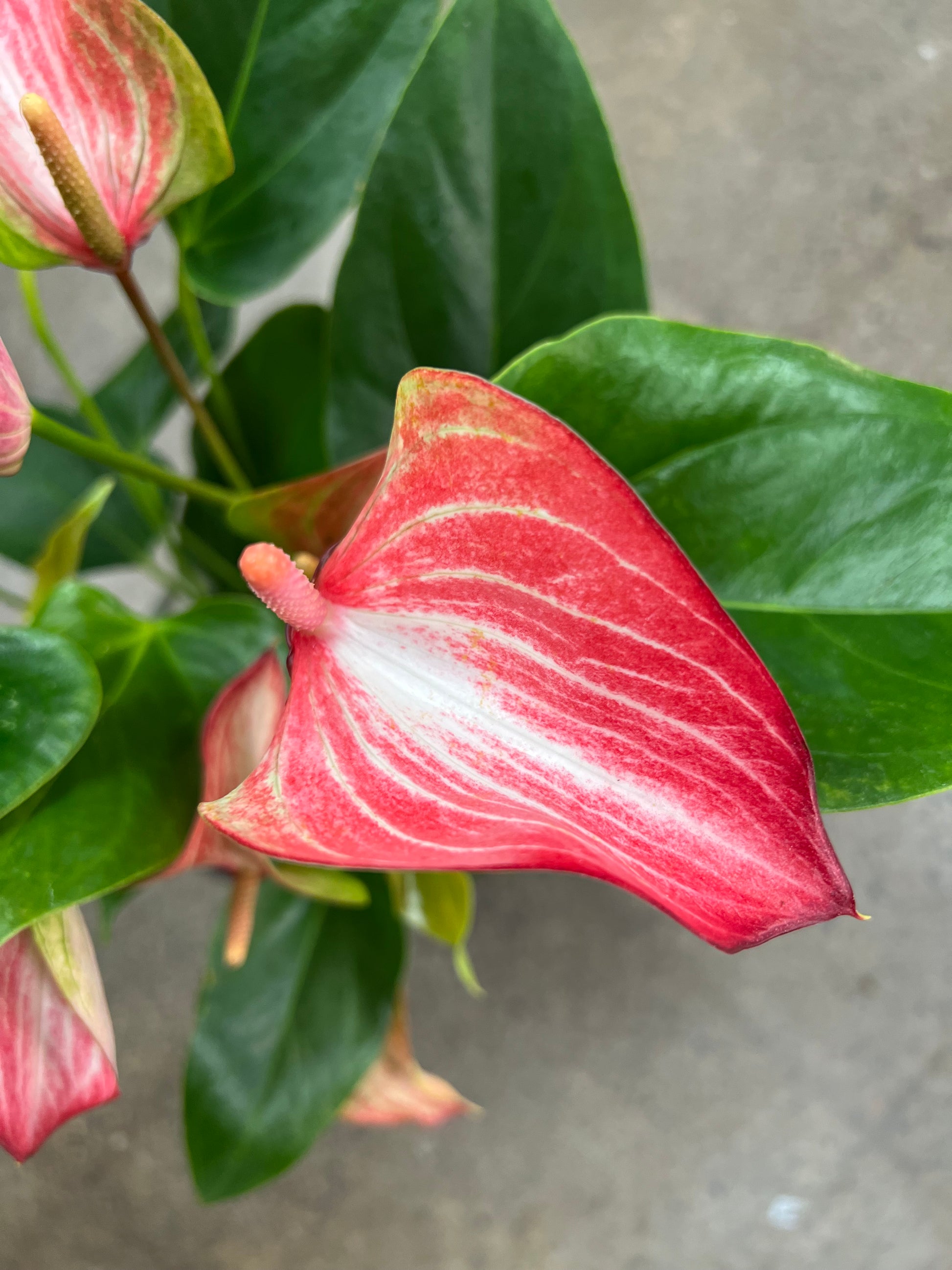 anthurium andreanum nombre comun Anthurium Andreanum – jungleroseinc