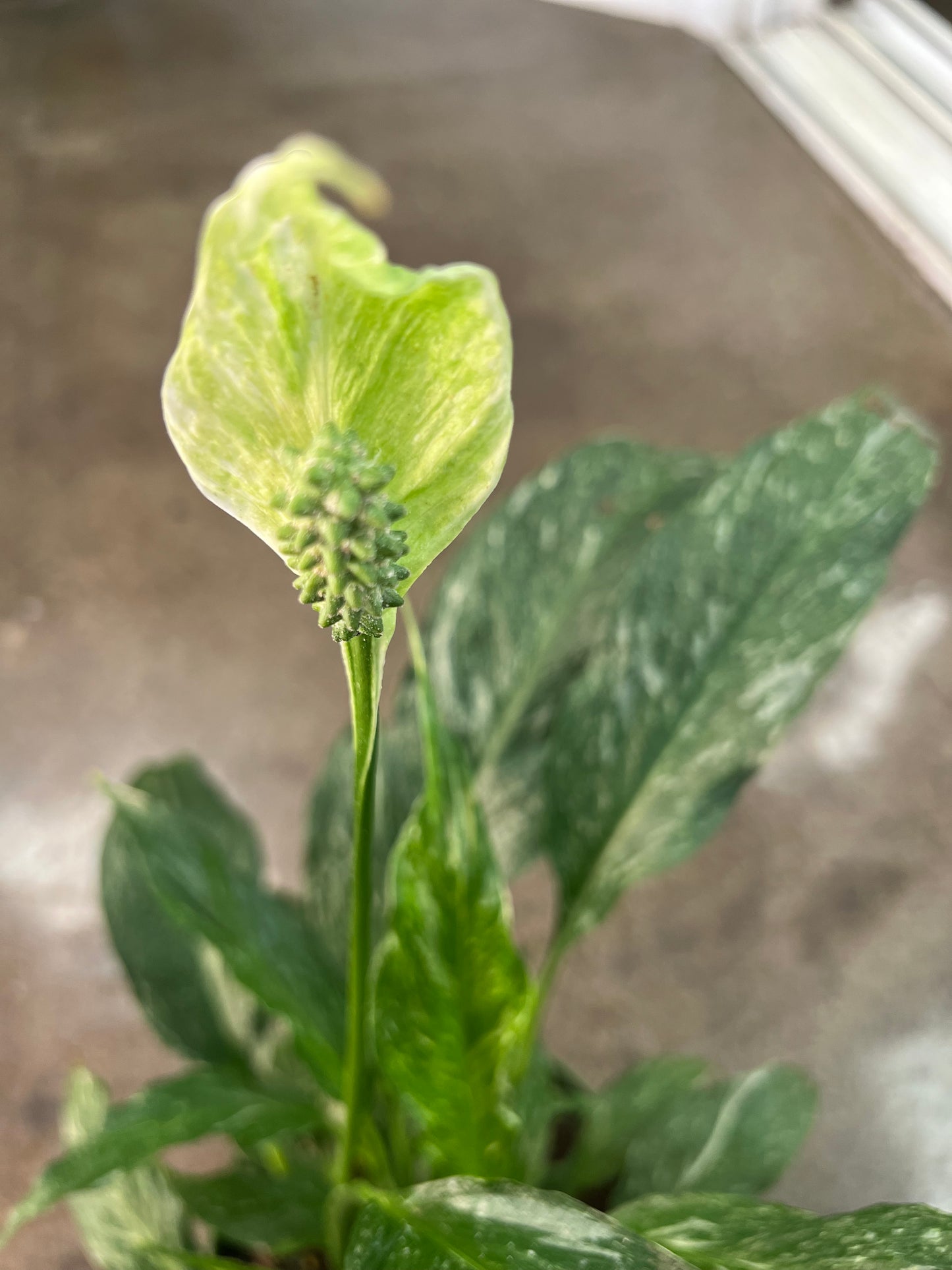 Spathiphyllum Domino Panaché