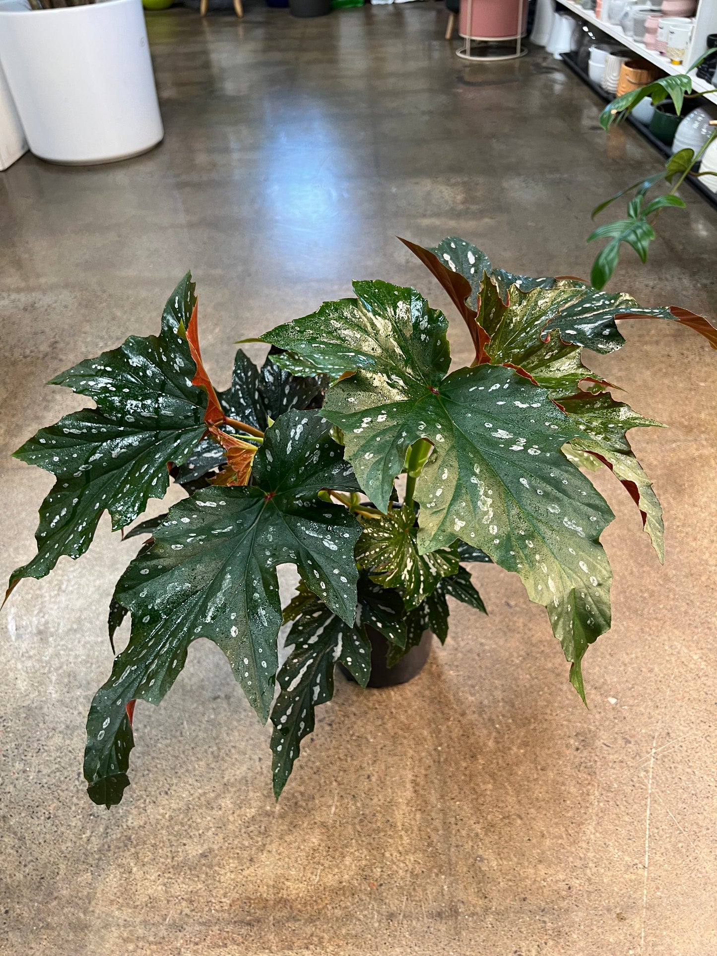 Begonia Lana