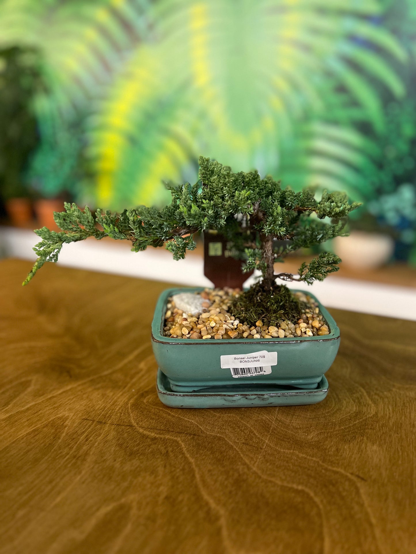 Bonsaï Juniper