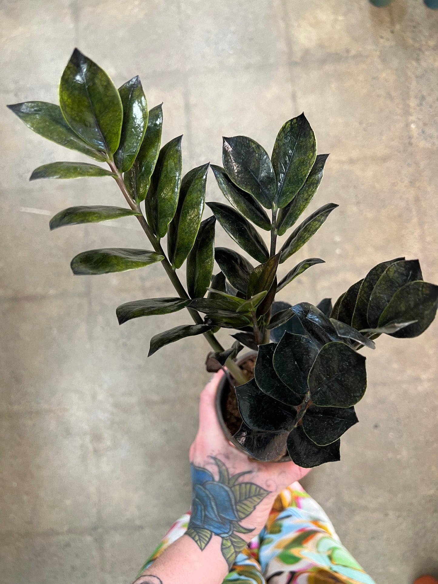 Zamioculcas Zamiifolia Raven