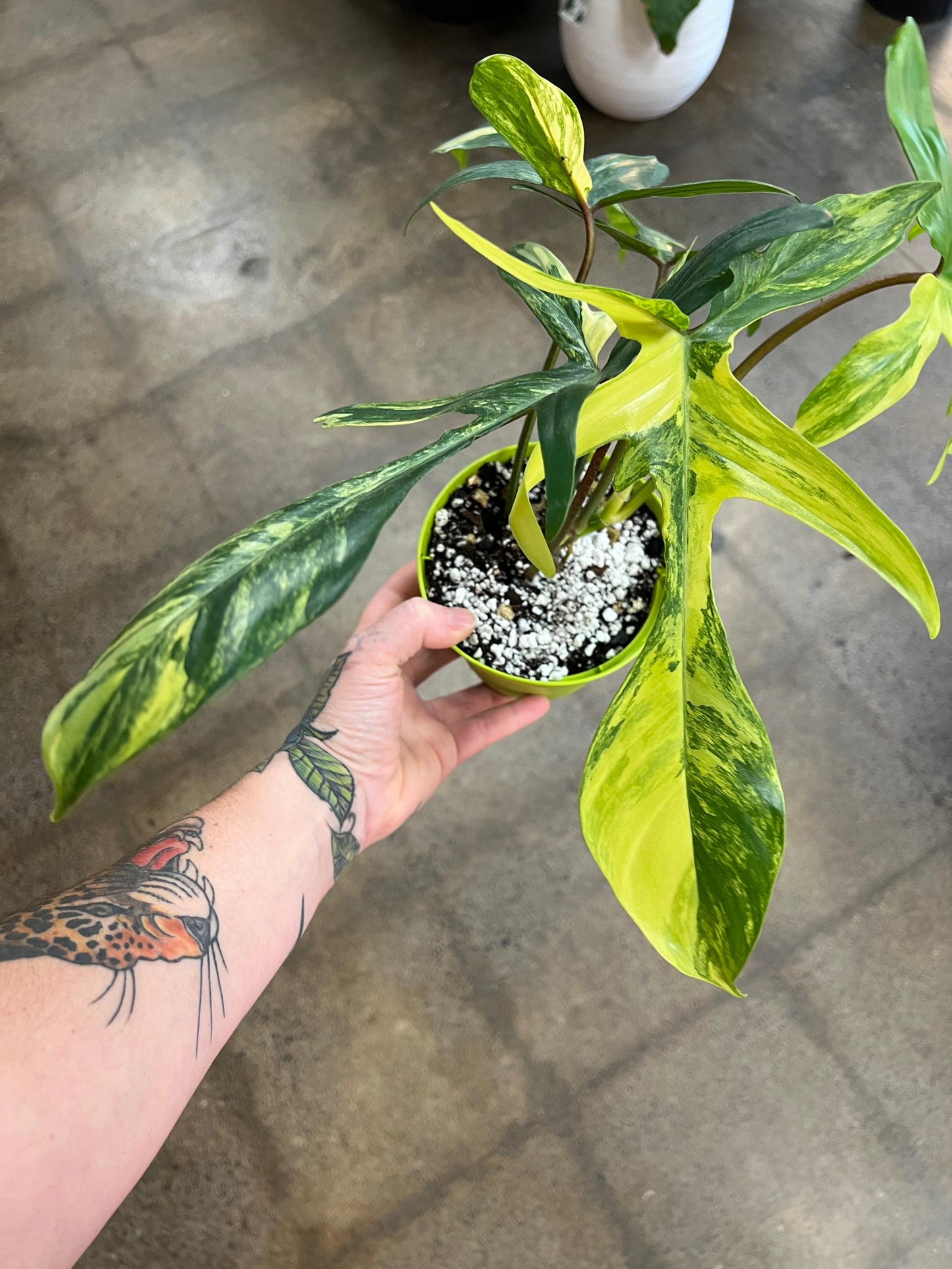 Philodendron Florida Beauty Variegated