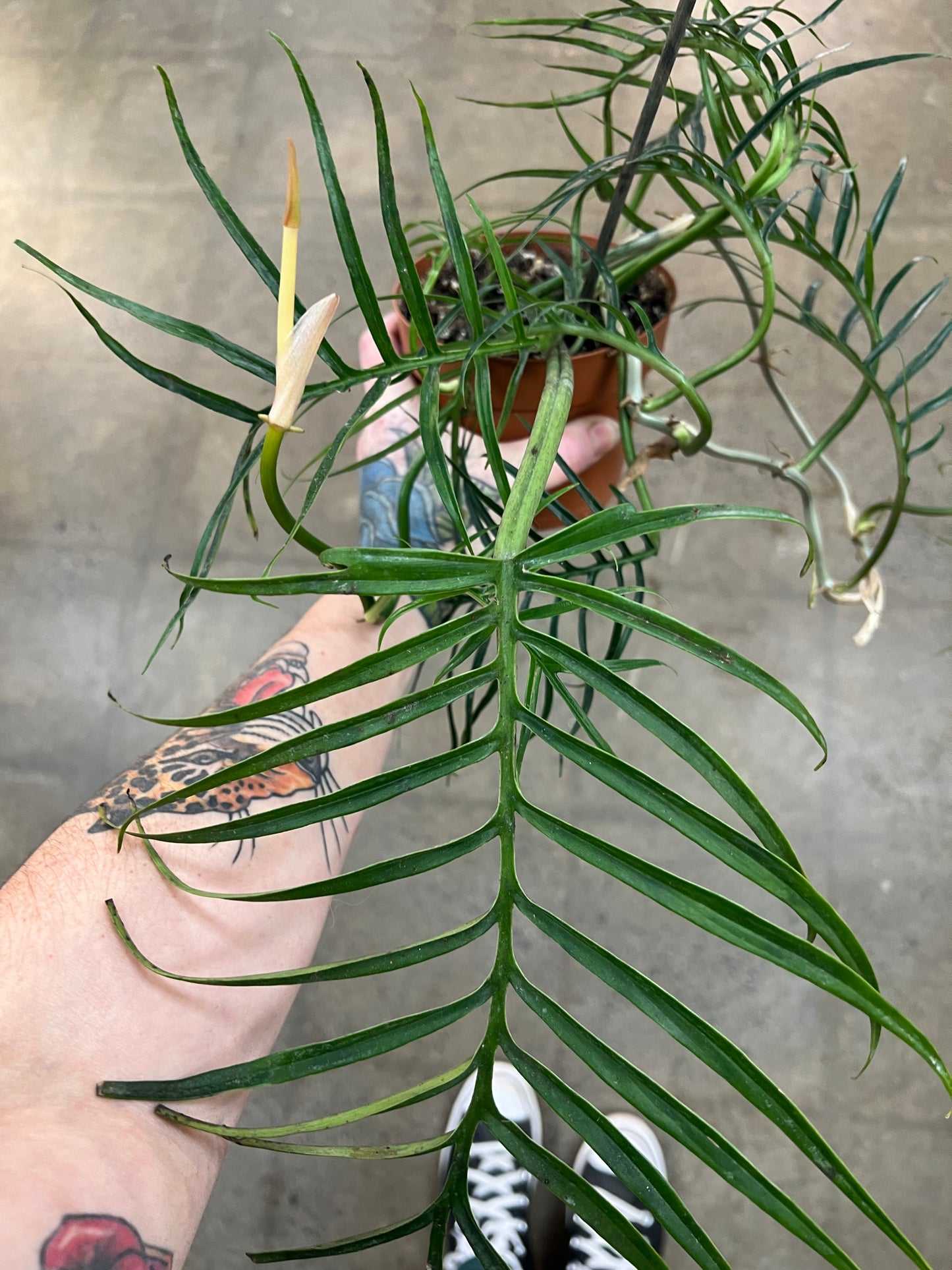 Philodendron Tortum