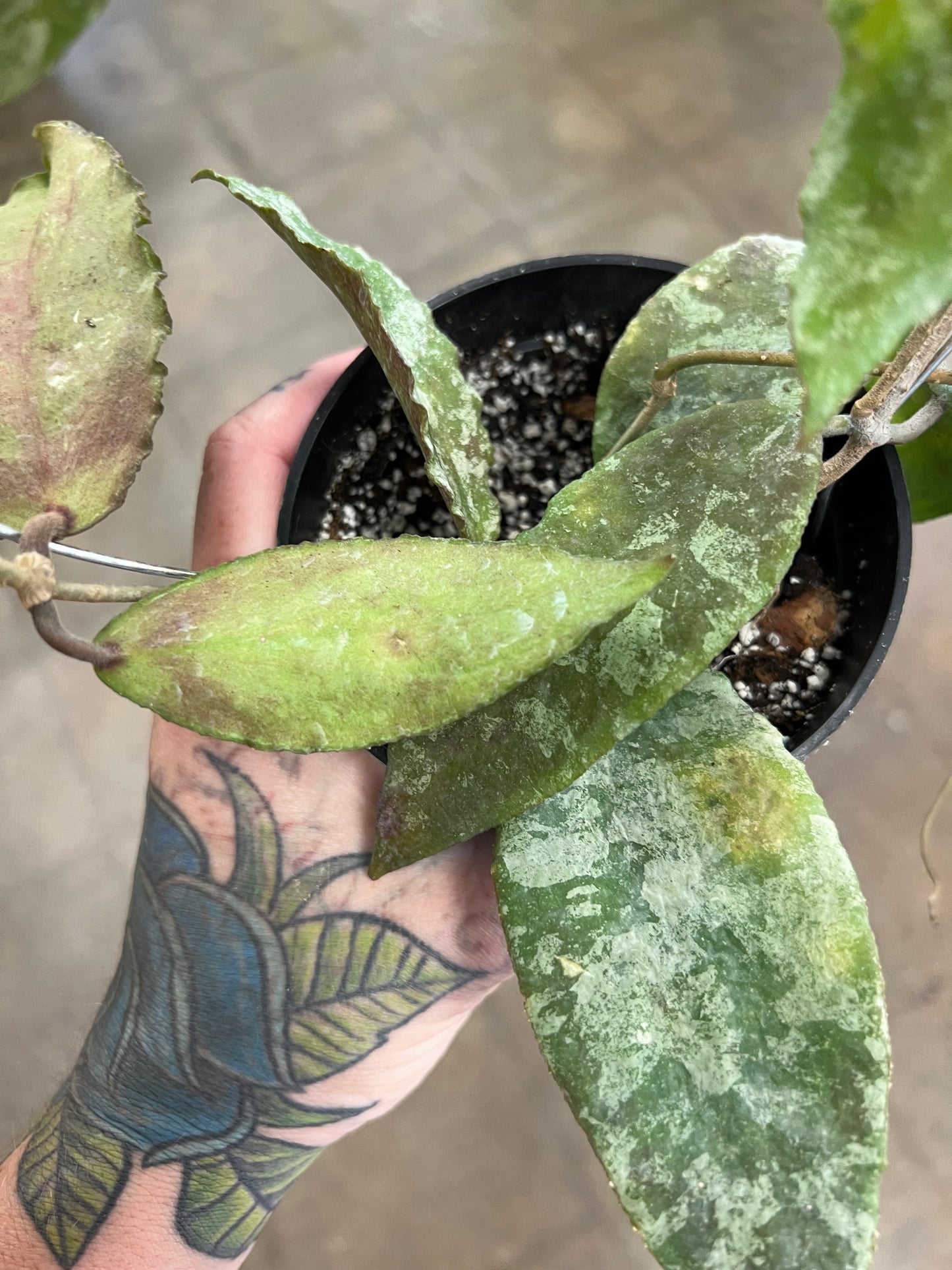 Hoya Caudata Silver Leaves