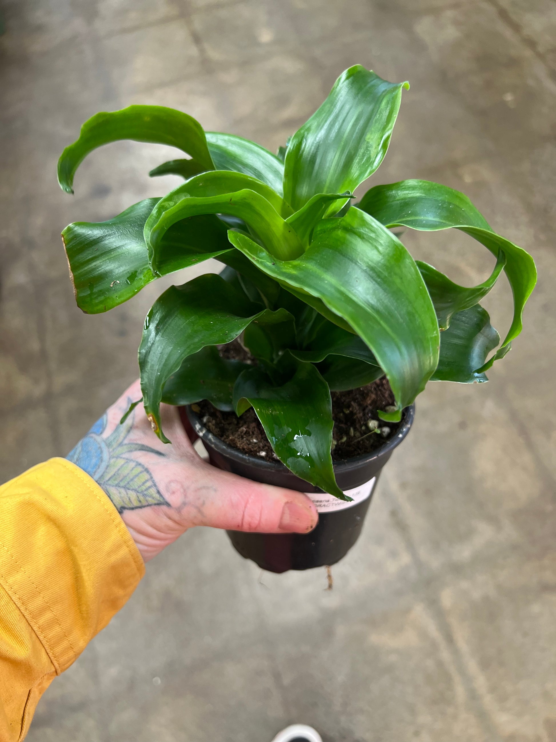 dracaena green jewel twister Dracaena Twister