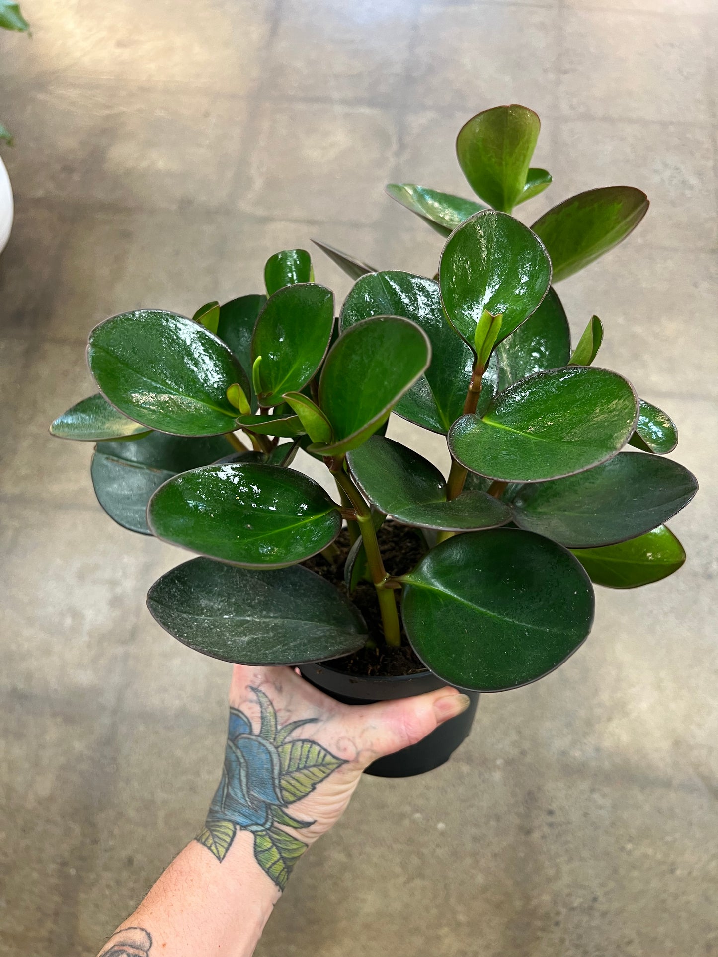 Peperomia Red Edge Green