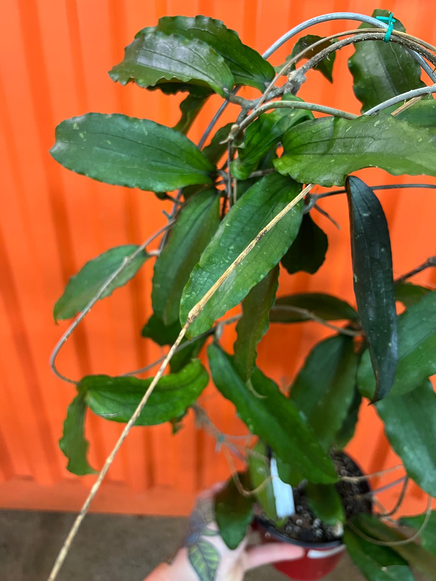 Hoya Erythrina