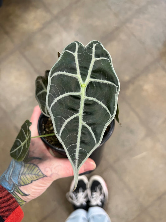 Alocasia Watsoniana