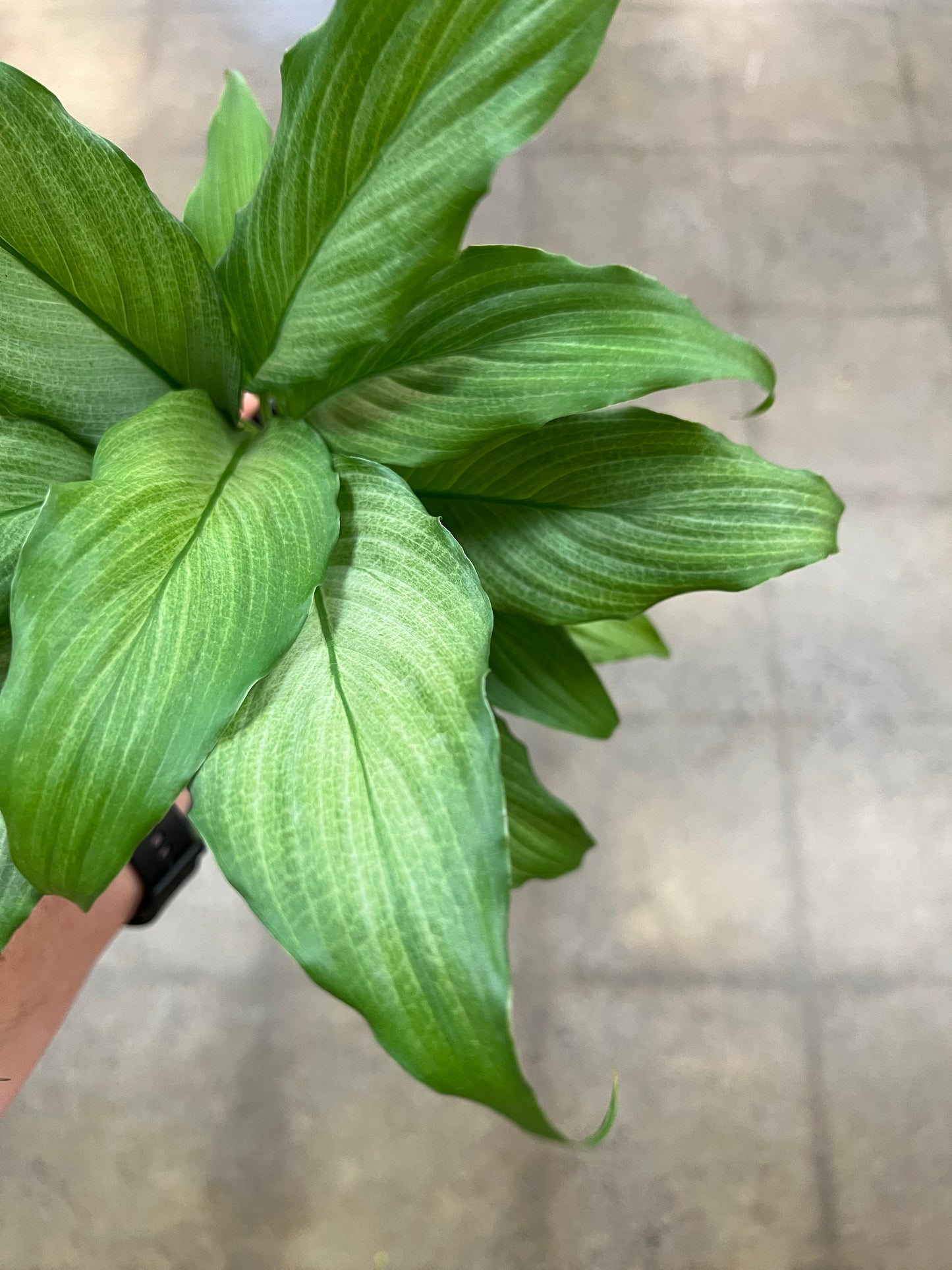 Spathiphyllum Platinum Mist