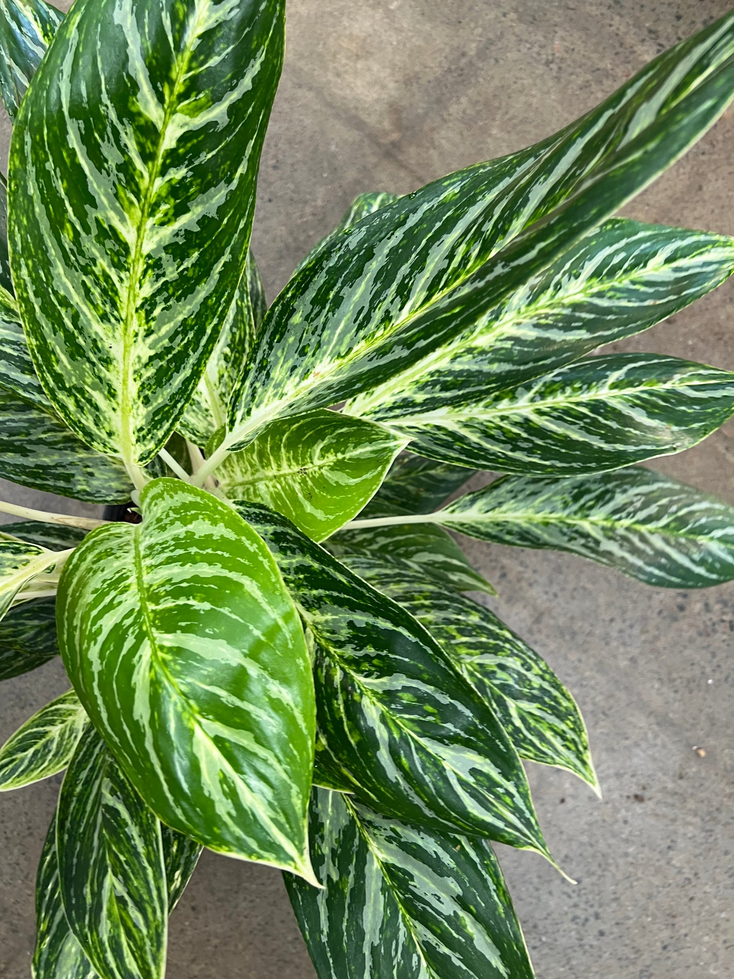 Aglaonema Golden Madonna