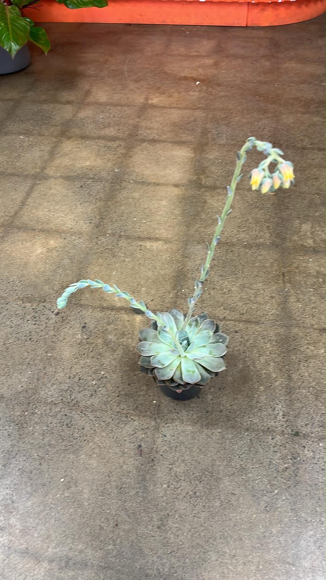 Echeveria Costa