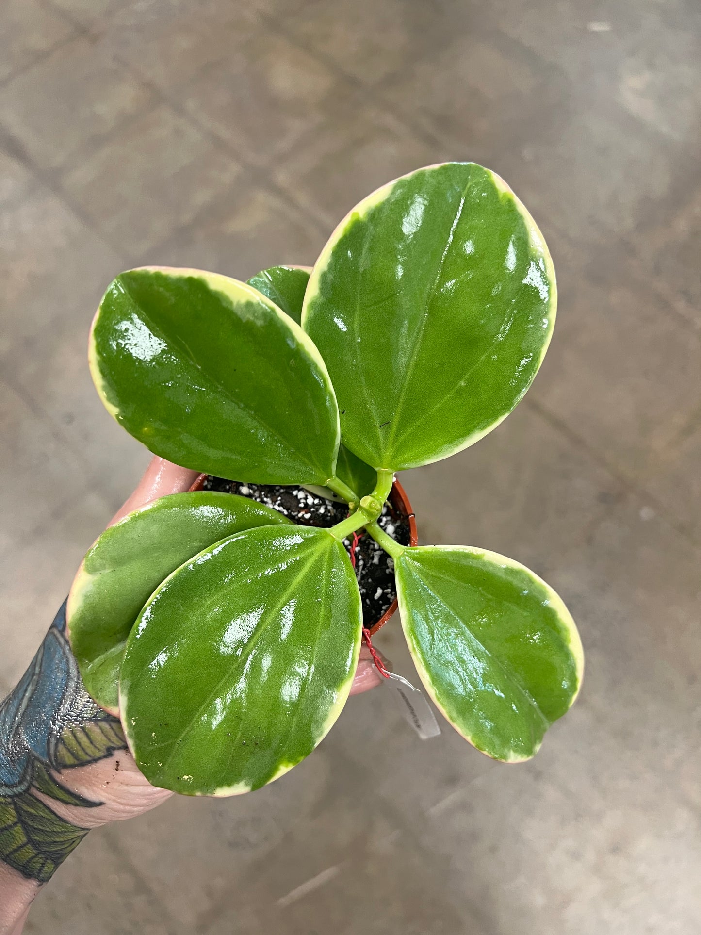 Hoya Pachyclada Albomarginata