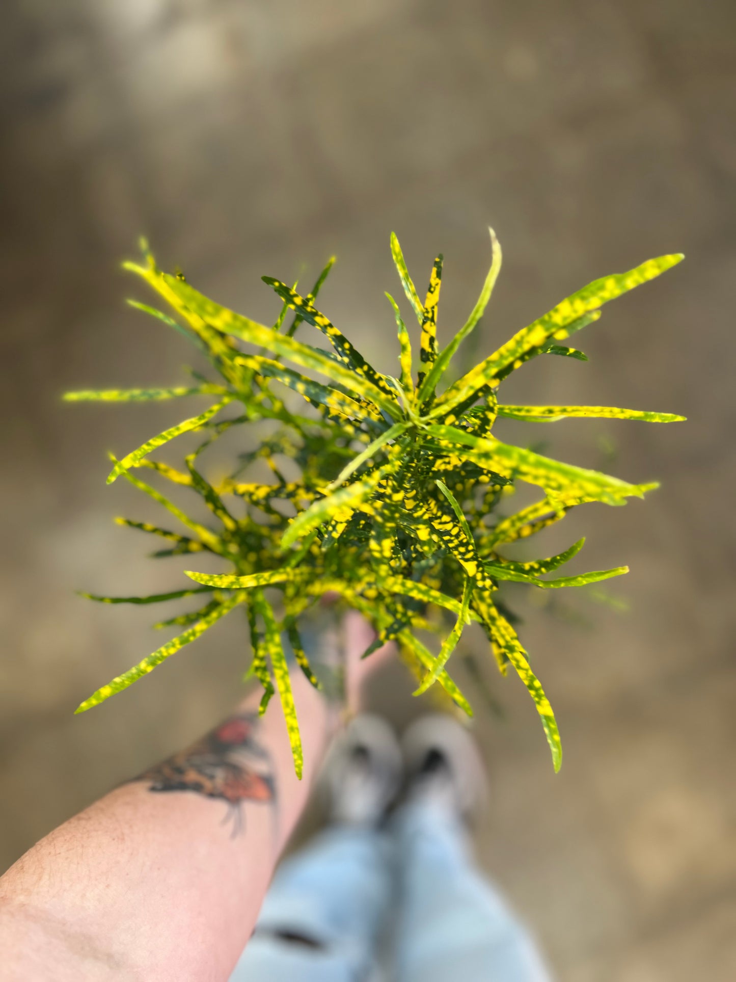 Croton Punctatum Aureum