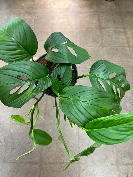 Monstera Lechleriana