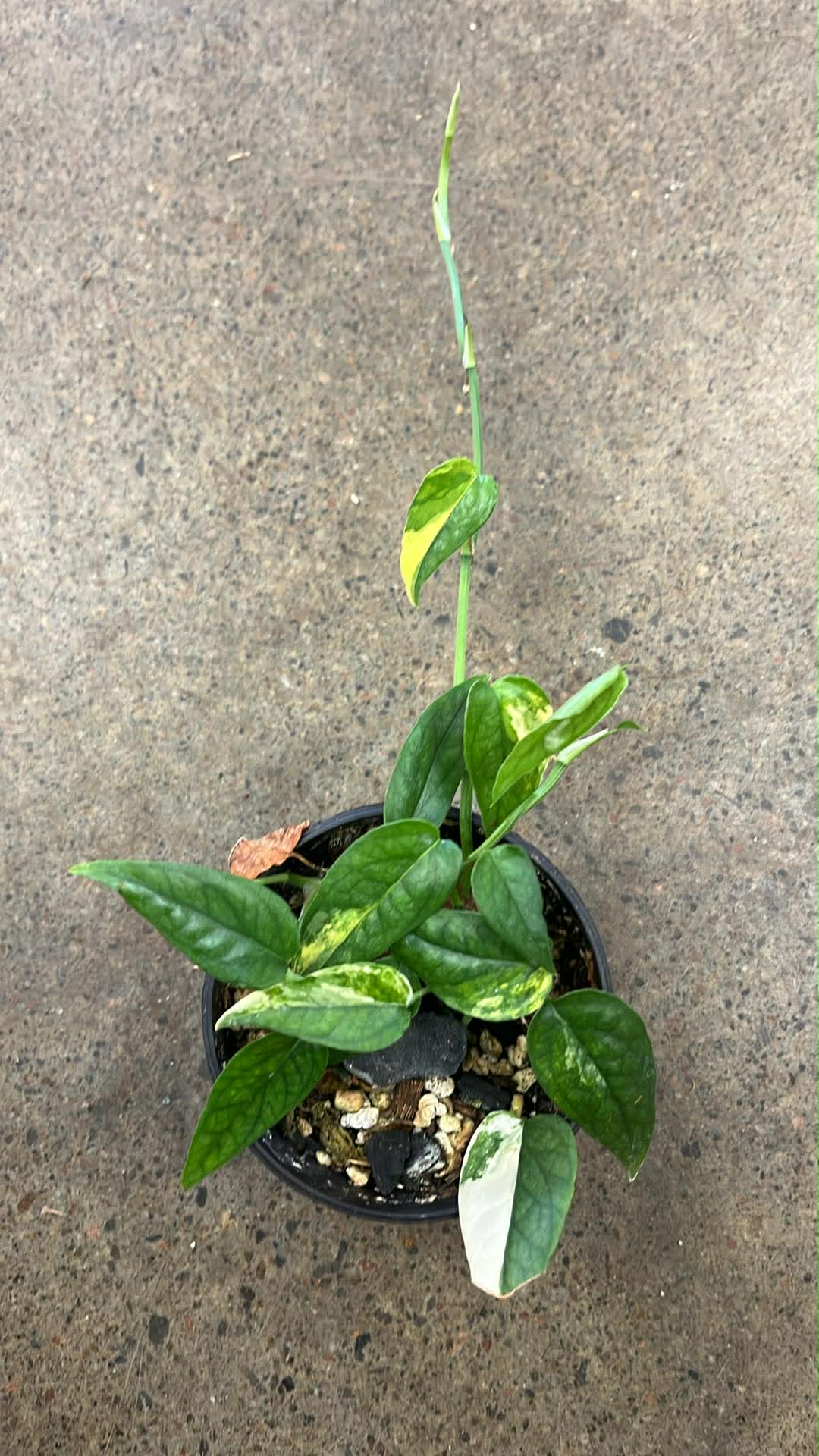 Epipremnum Cebu Blue Variegated