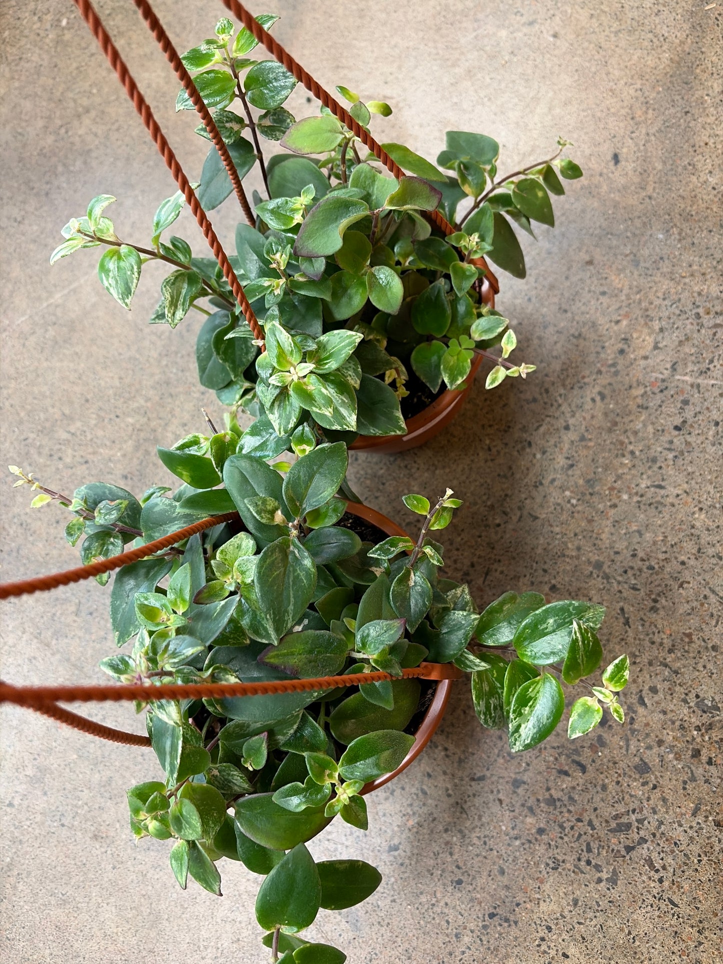 Aeschynanthus Mona Lisa Variegated